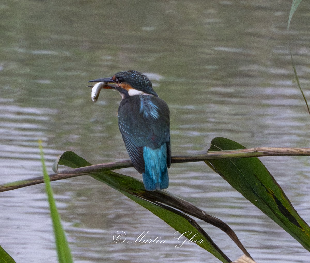 Common Kingfisher - ML641100918