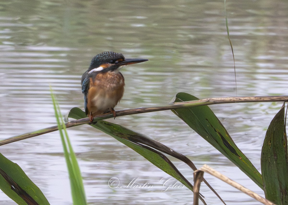 Common Kingfisher - ML641100921