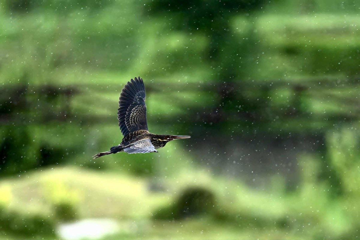 Black Bittern - ML641100927