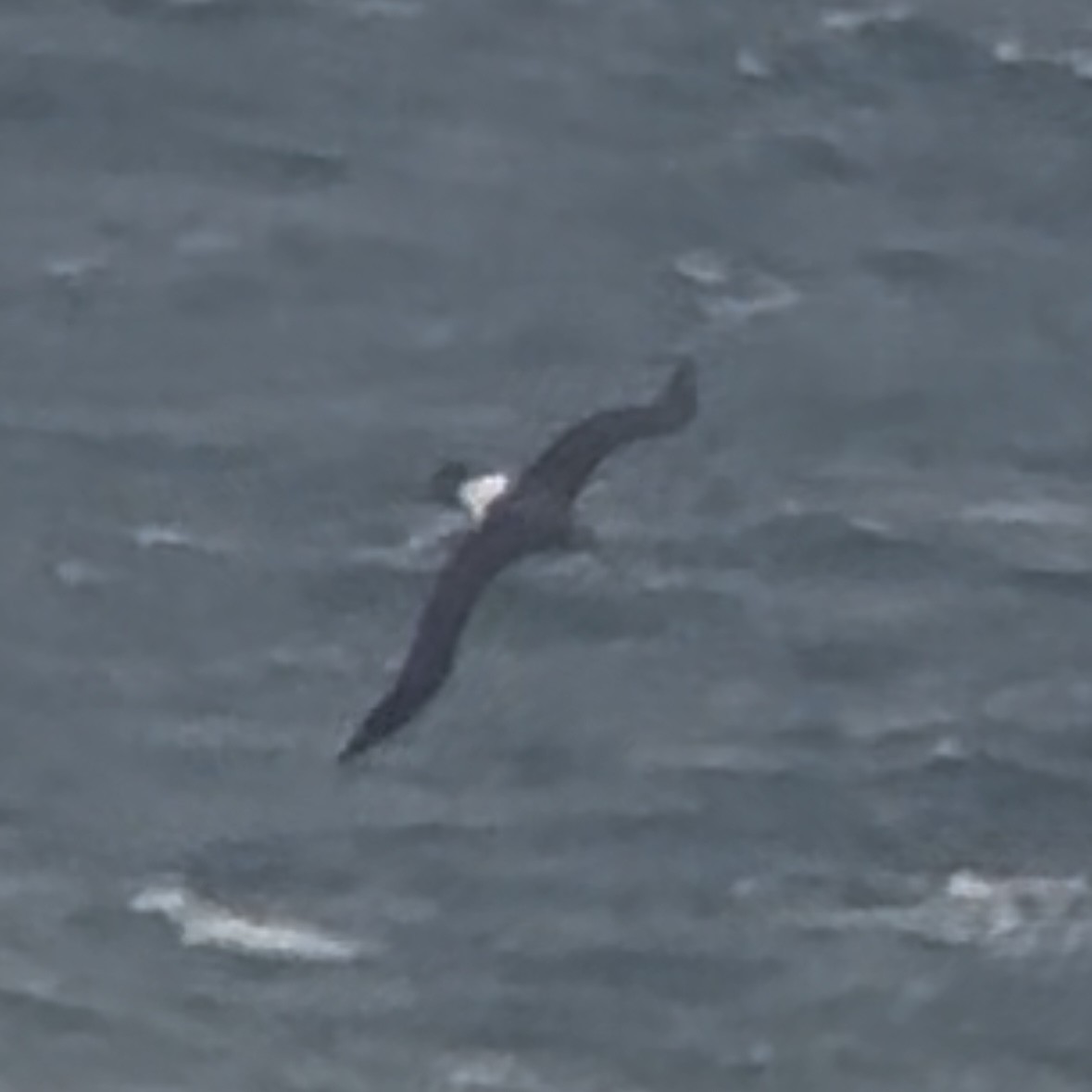 albatross sp. - ML641100928