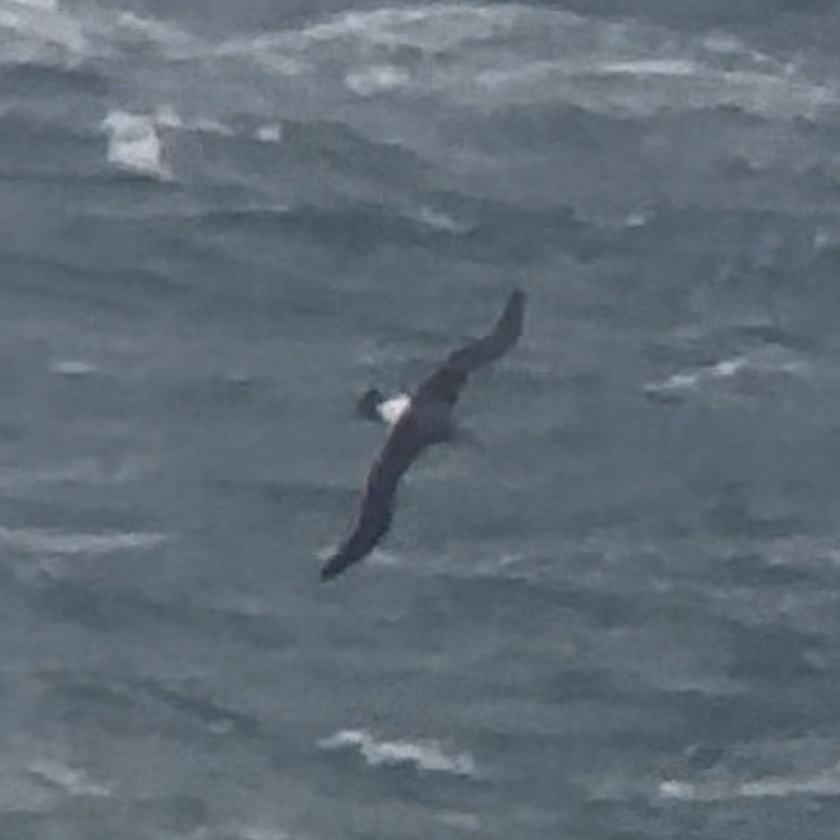 albatross sp. - ML641100929