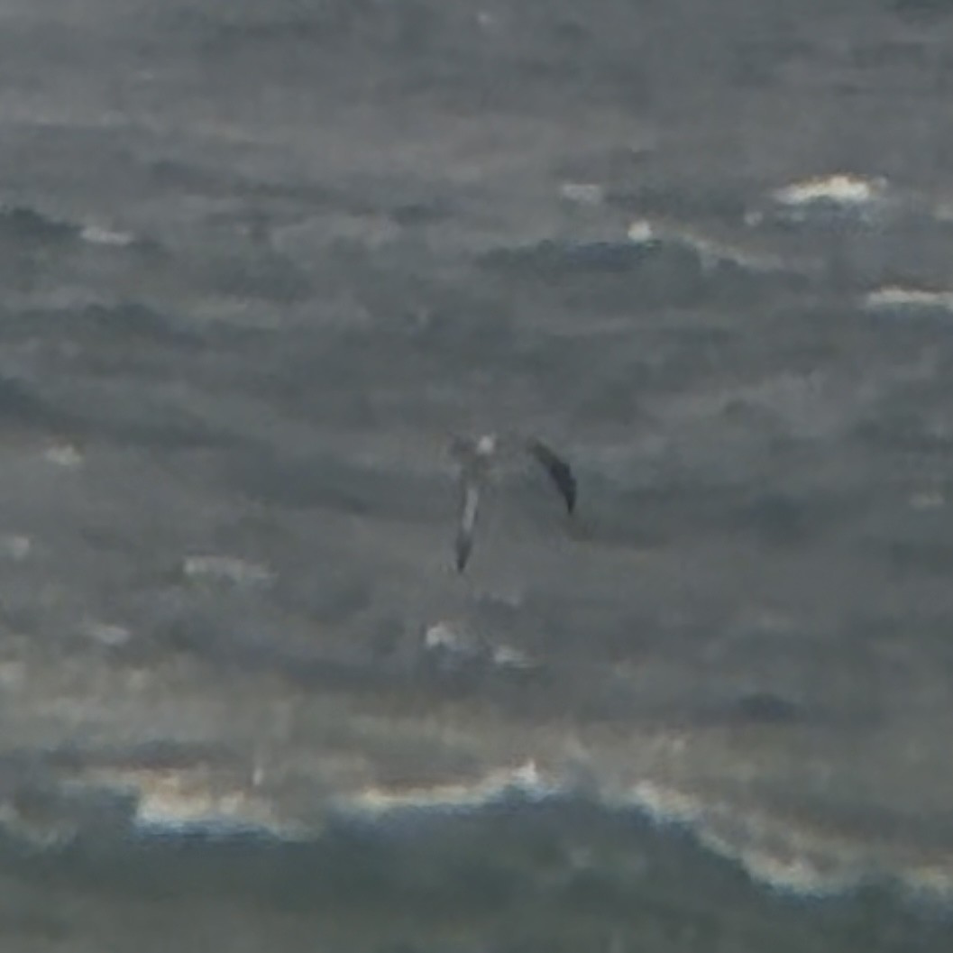 albatross sp. - ML641100931