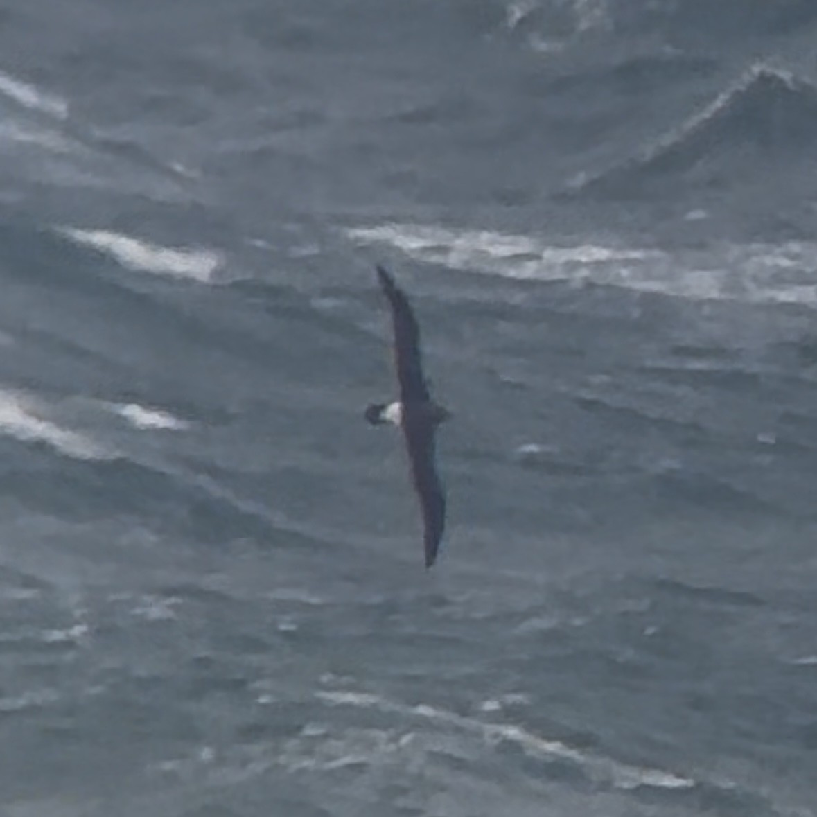 albatross sp. - ML641100932
