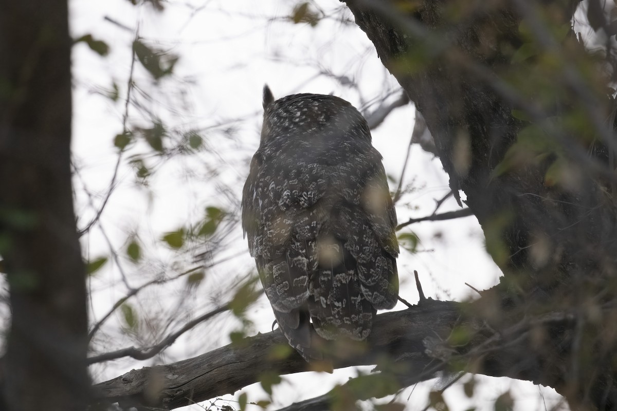 Spotted Eagle-Owl - ML641100988