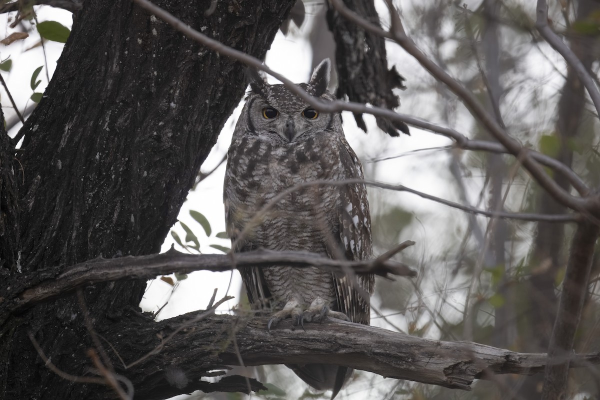 Spotted Eagle-Owl - ML641100989