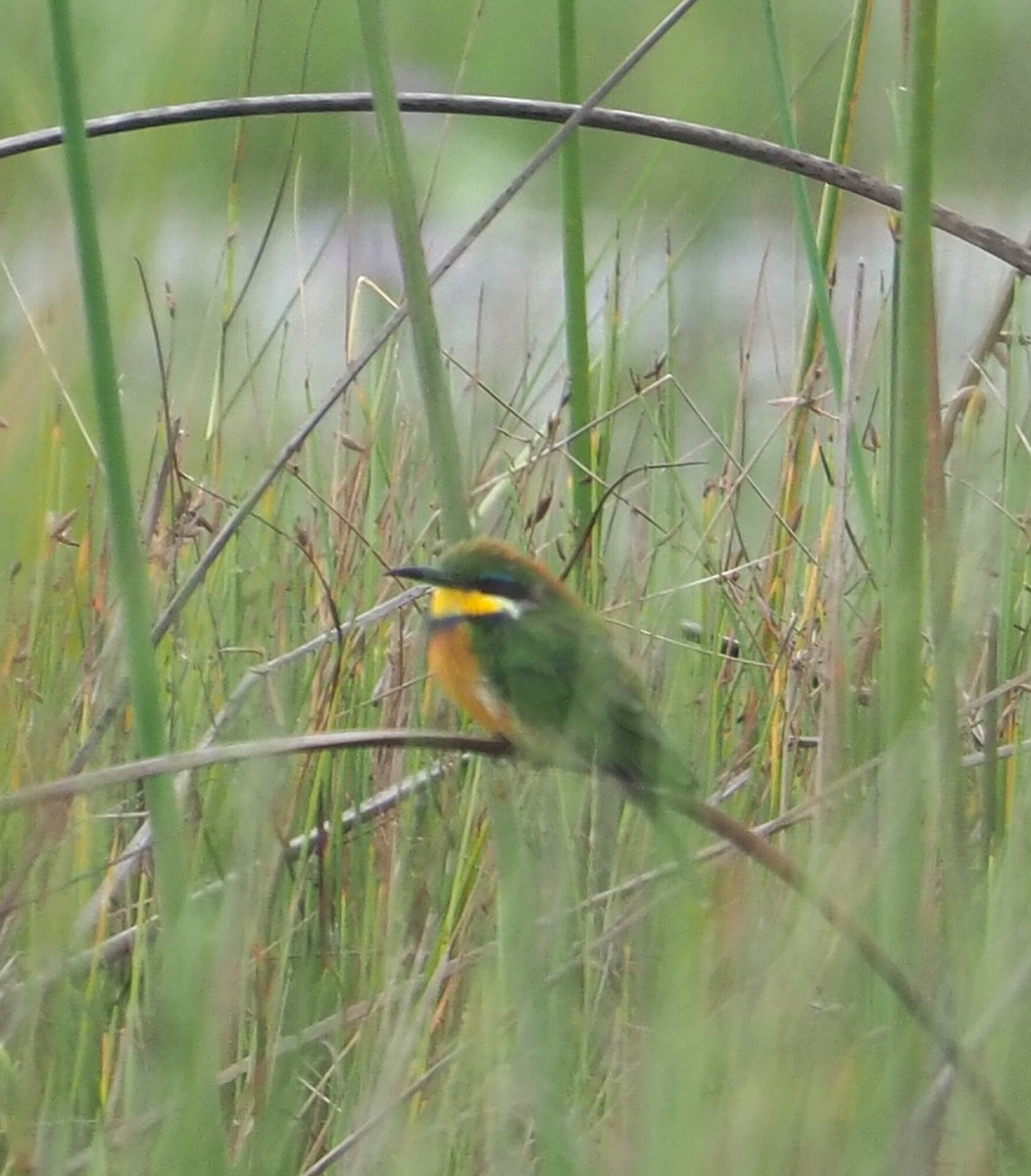 Blue-breasted Bee-eater - ML641101054
