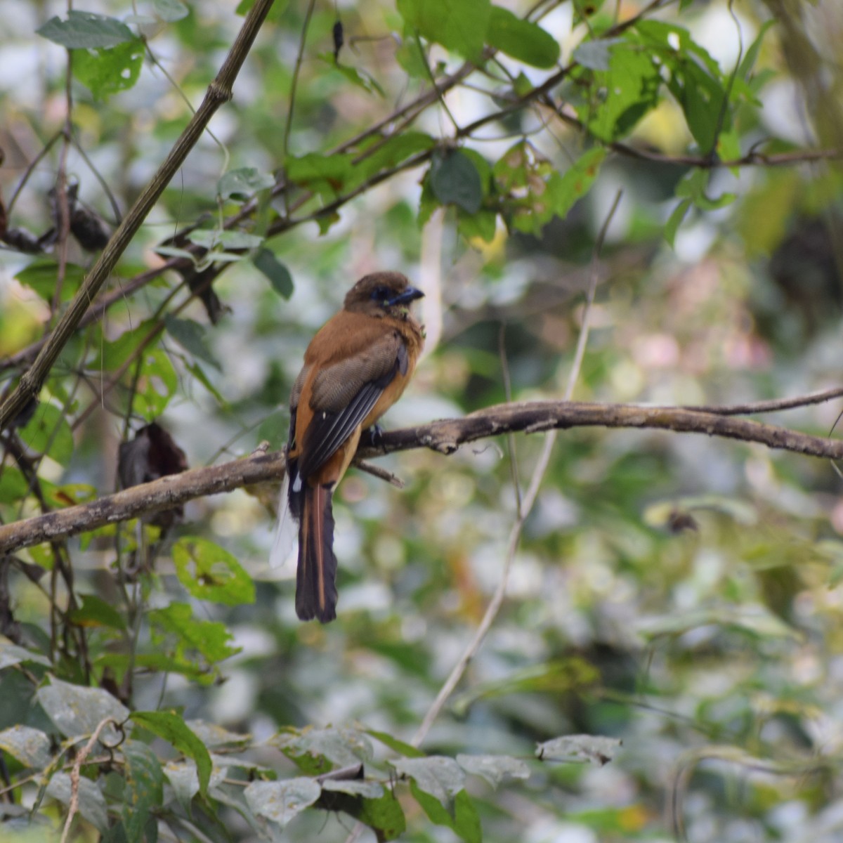Trogon de Malabar - ML641101102