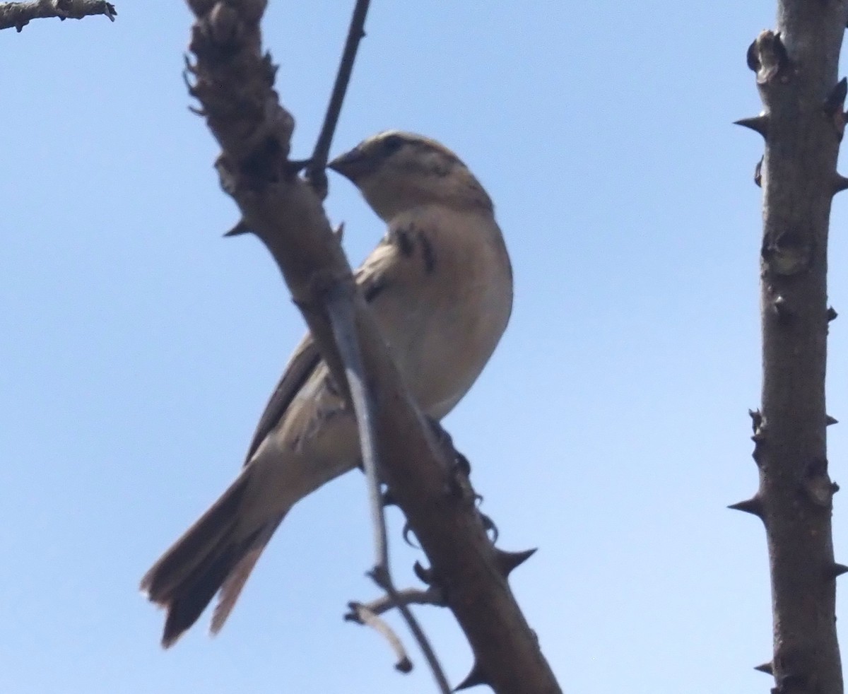 Broad-tailed Paradise-Whydah - ML641101114