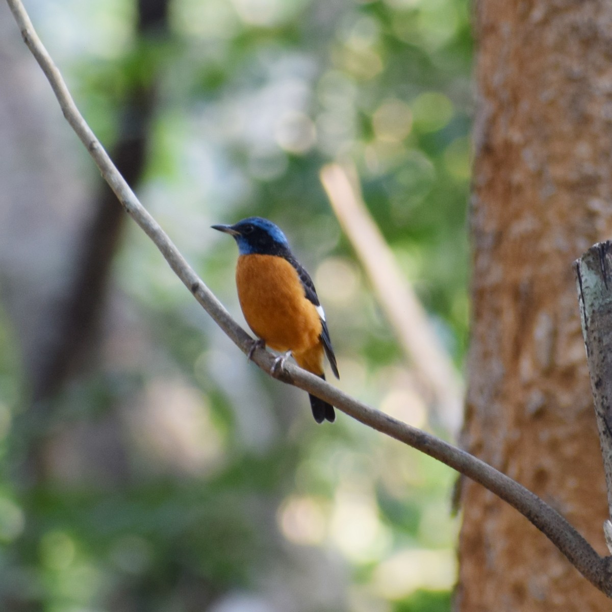 Blue-capped Rock-Thrush - ML641101124