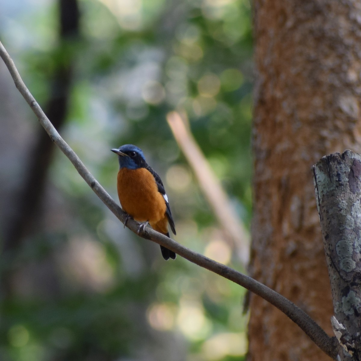 Blue-capped Rock-Thrush - ML641101125
