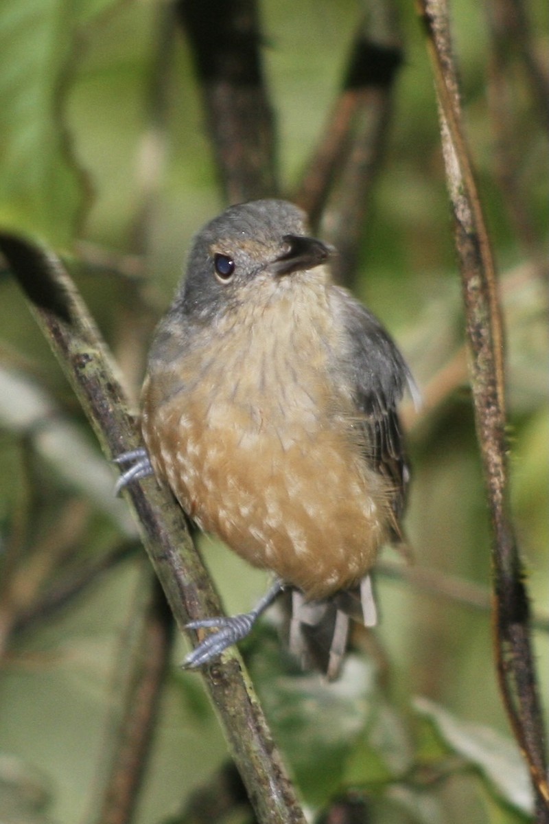 Bower's Shrikethrush - ML641101134