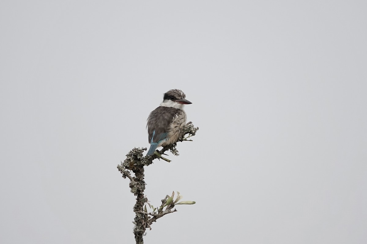 Martin-chasseur strié - ML641101167