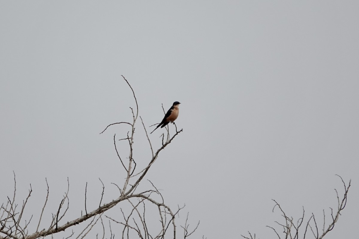 Rufous-chested Swallow - ML641101187