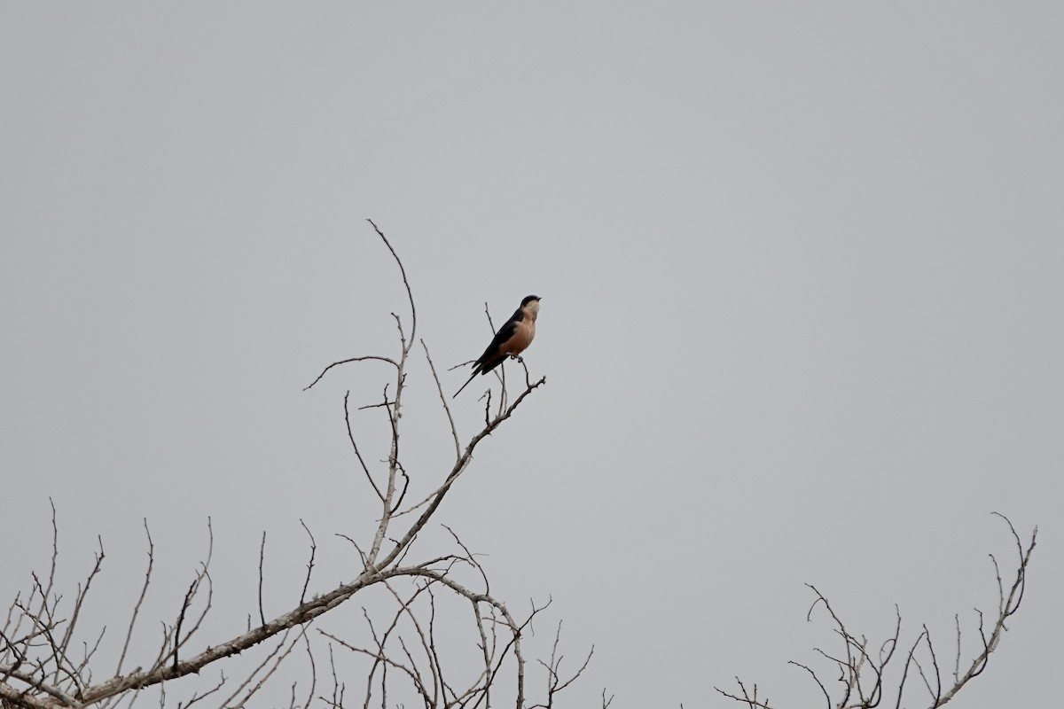Rufous-chested Swallow - ML641101188