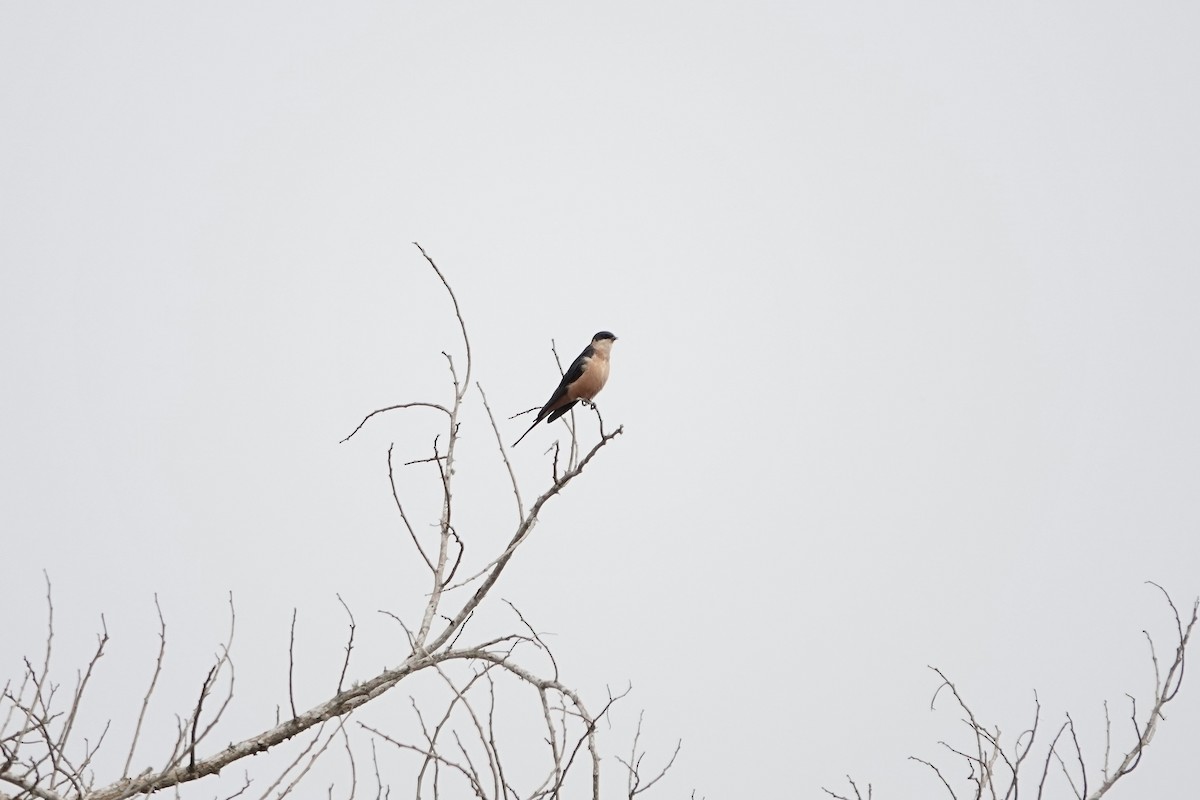 Rufous-chested Swallow - ML641101189