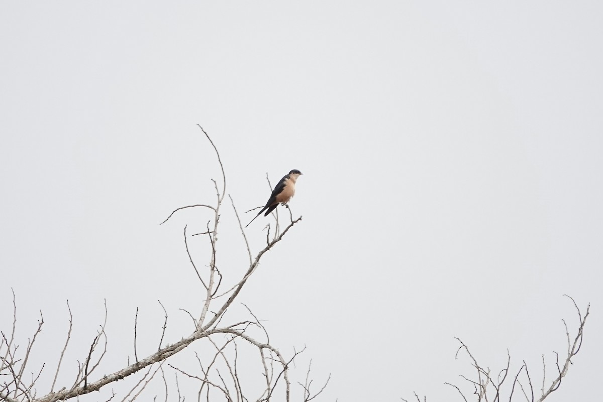 Rufous-chested Swallow - ML641101192