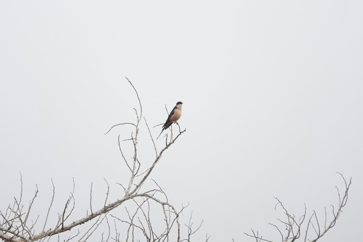 Rufous-chested Swallow - ML641101194