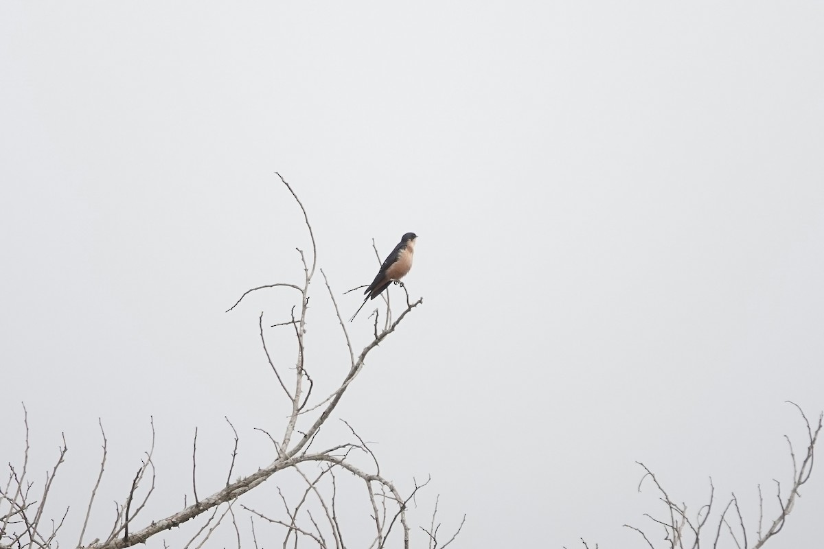Rufous-chested Swallow - ML641101195