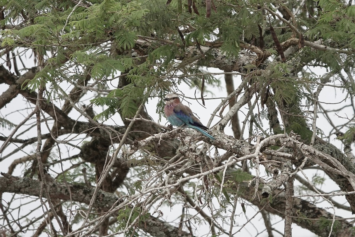 ライラックニシブッポウソウ - ML641101240