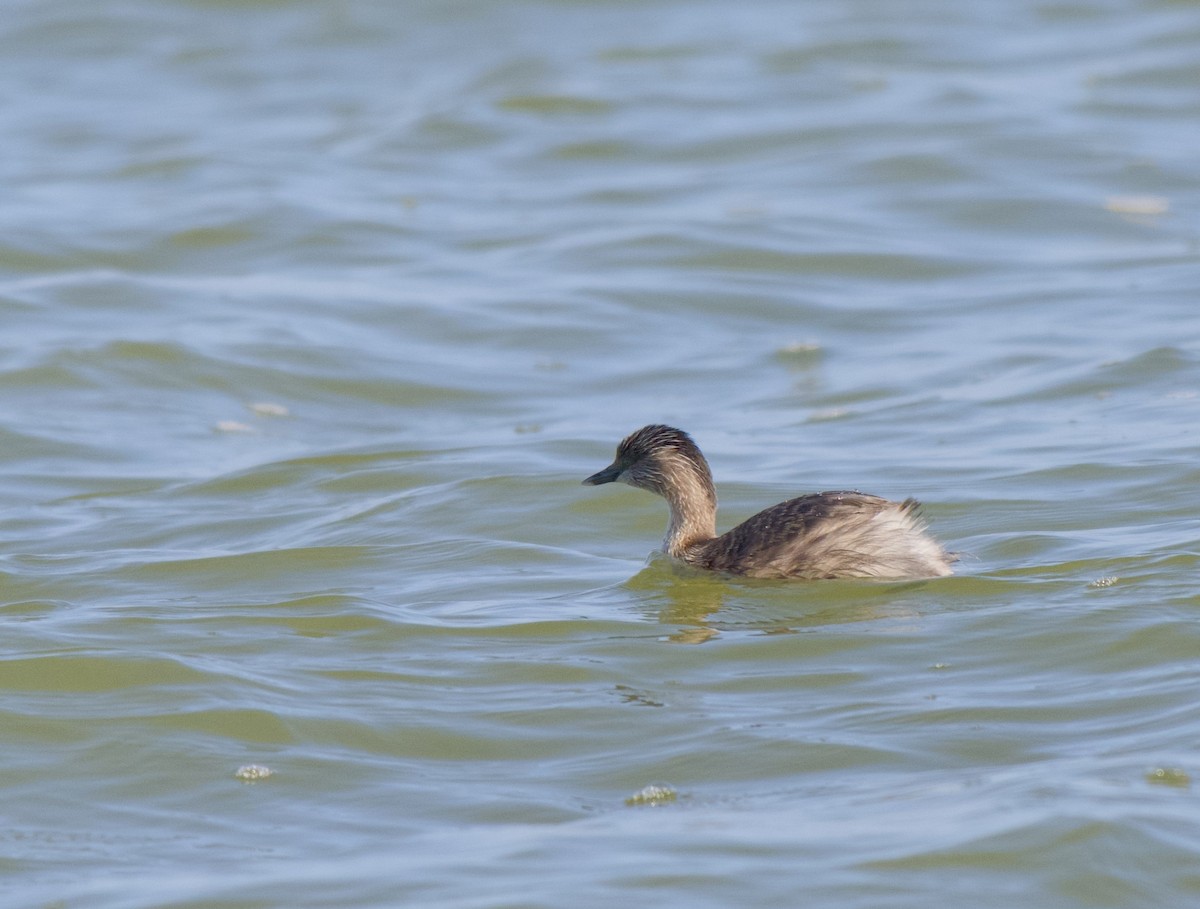 Hoary-headed Grebe - ML641101243