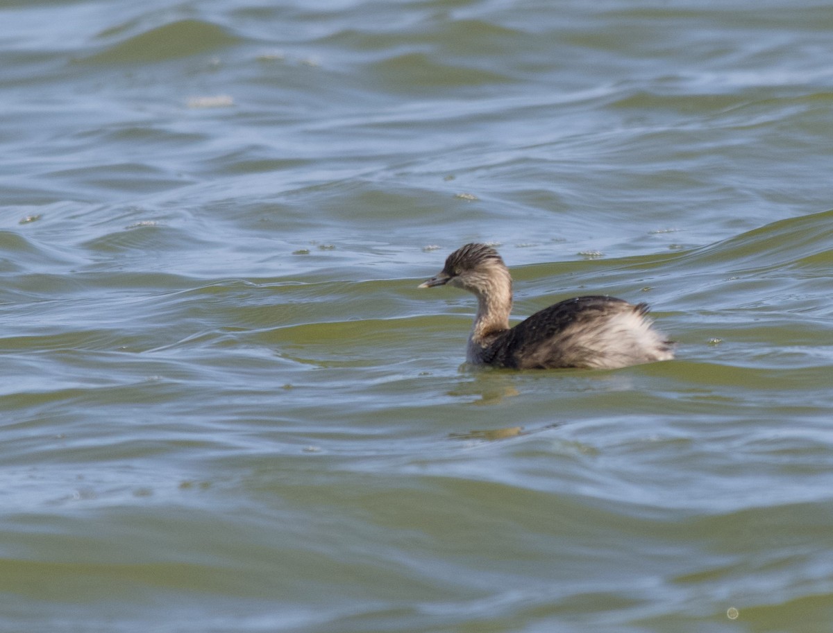 Hoary-headed Grebe - ML641101244