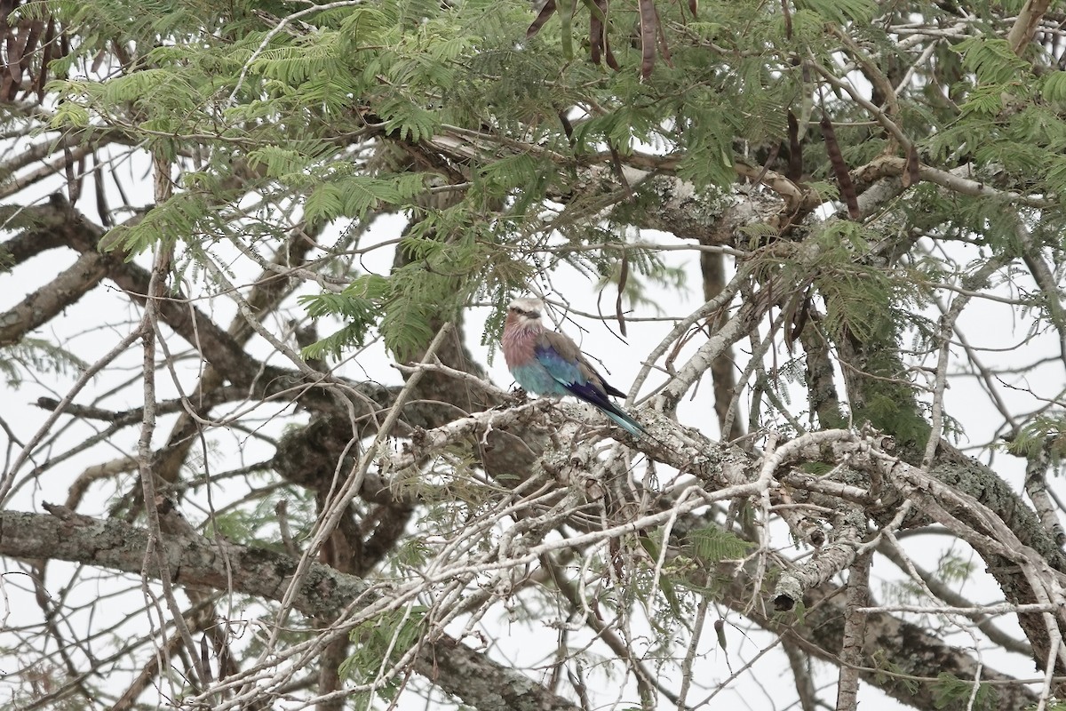 ライラックニシブッポウソウ - ML641101245