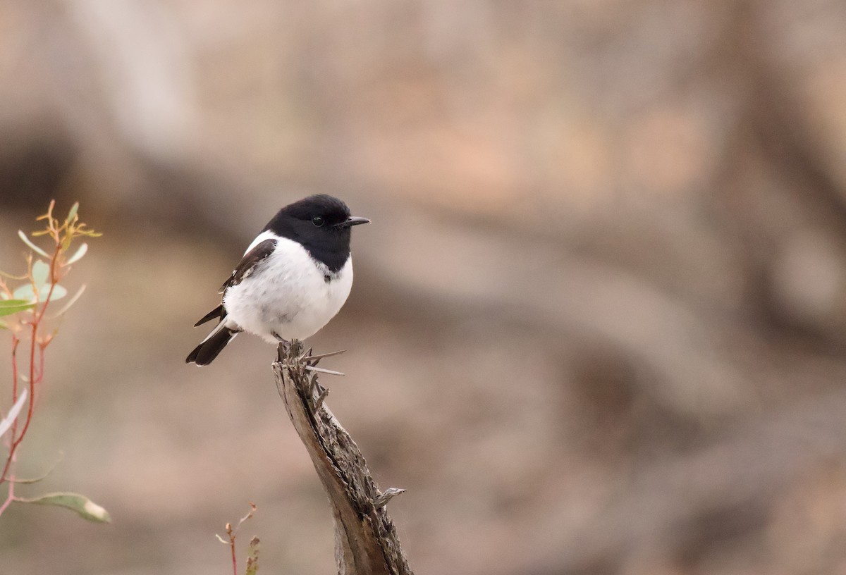 Hooded Robin - ML641101285