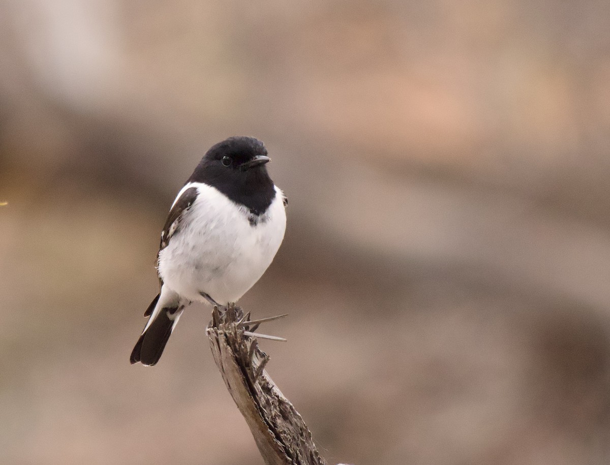 Hooded Robin - ML641101286