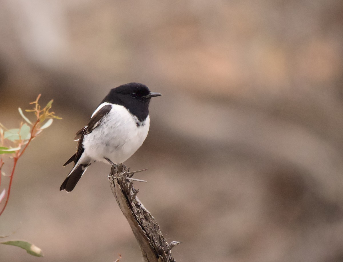 Hooded Robin - ML641101287