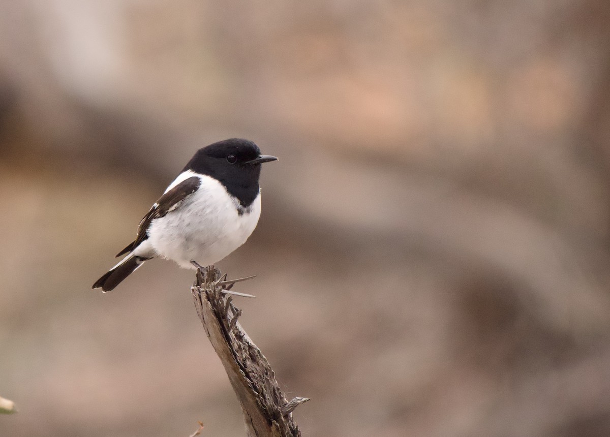 Hooded Robin - ML641101288
