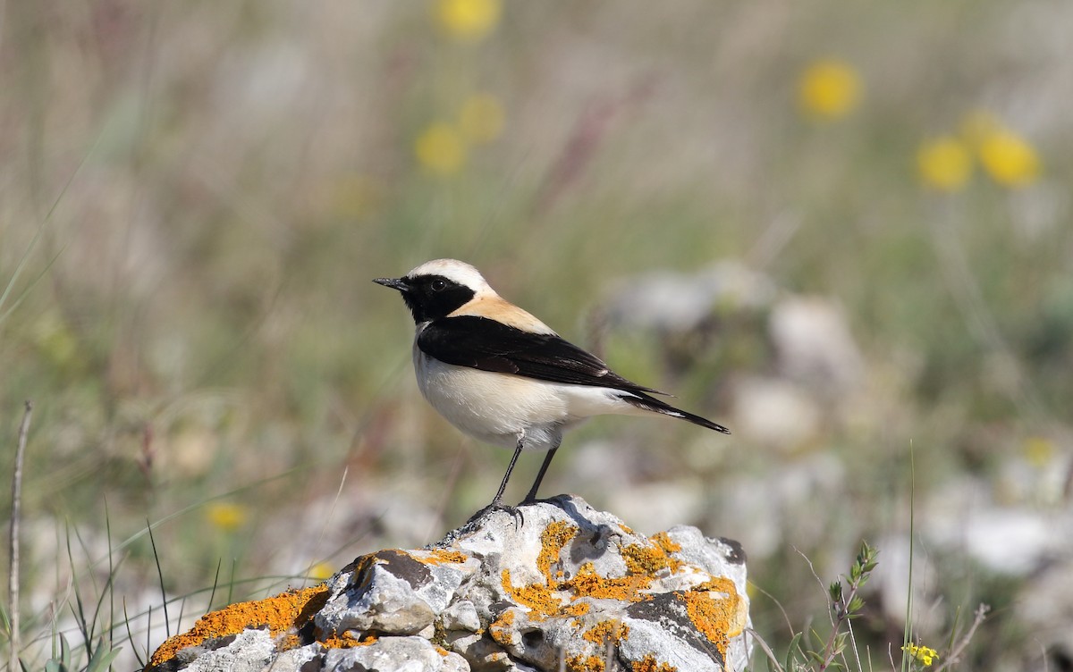 Eastern Black-eared Wheatear - ML641101303