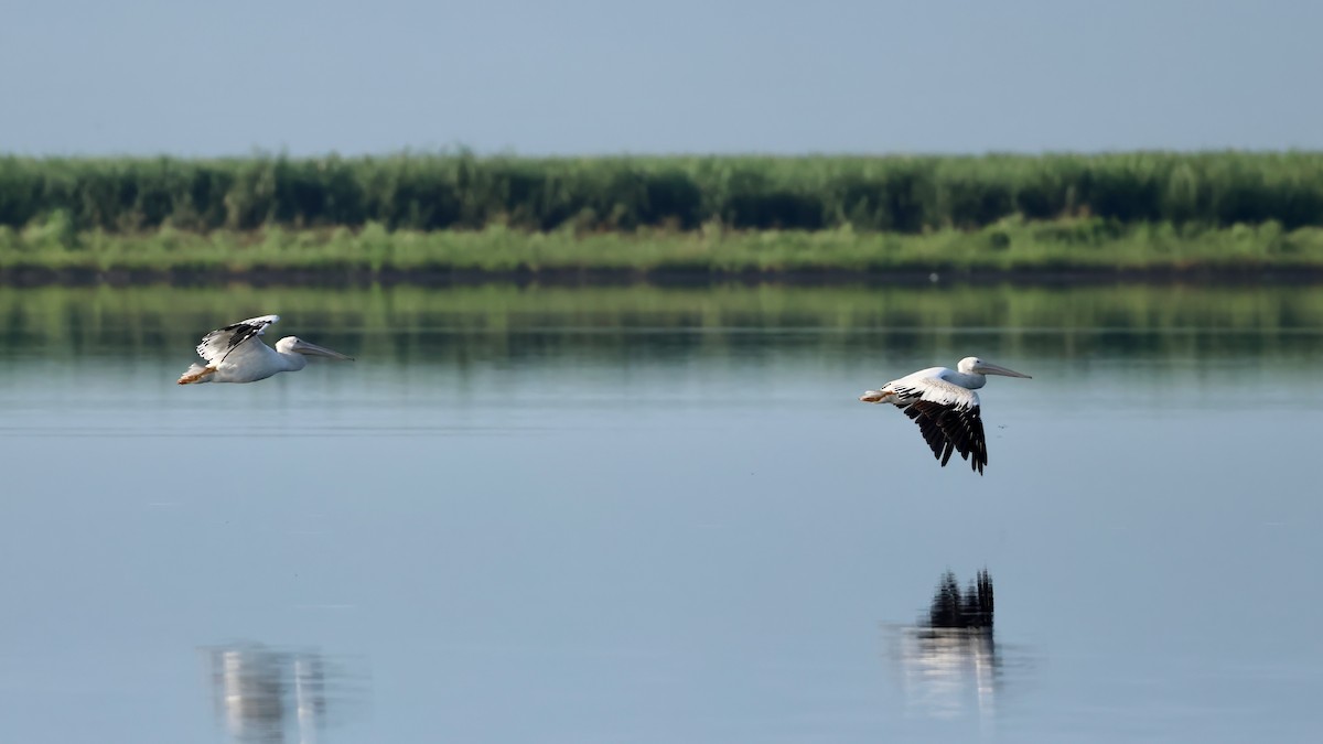 American White Pelican - ML641101311