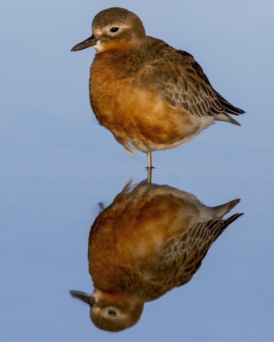 Red-breasted Dotterel (Southern) - ML641101312