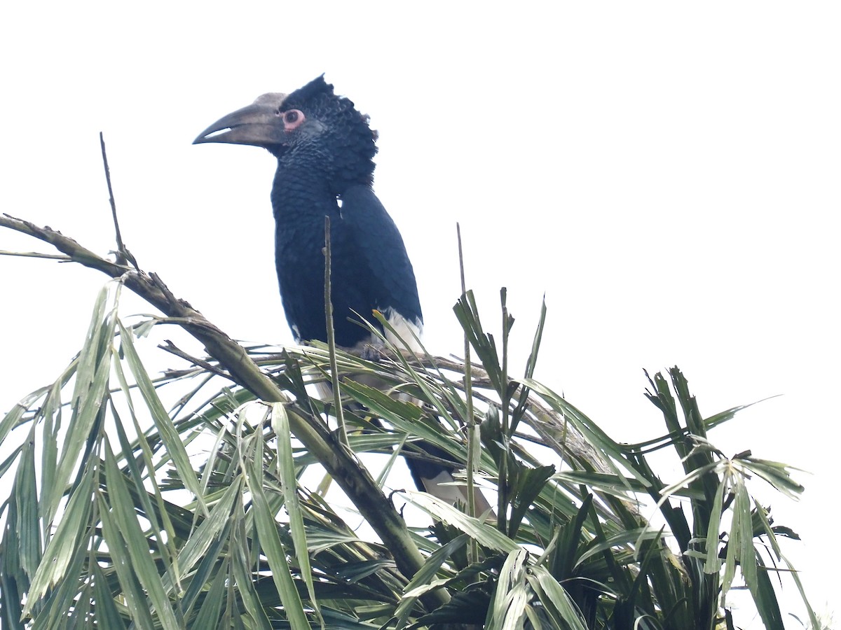 Black-and-white-casqued Hornbill - ML641101325
