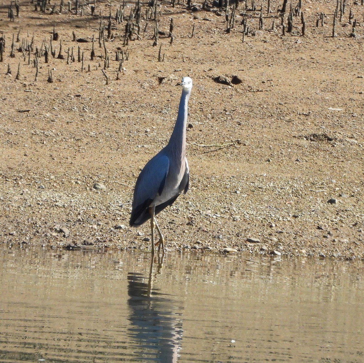 White-faced Heron - ML641101330