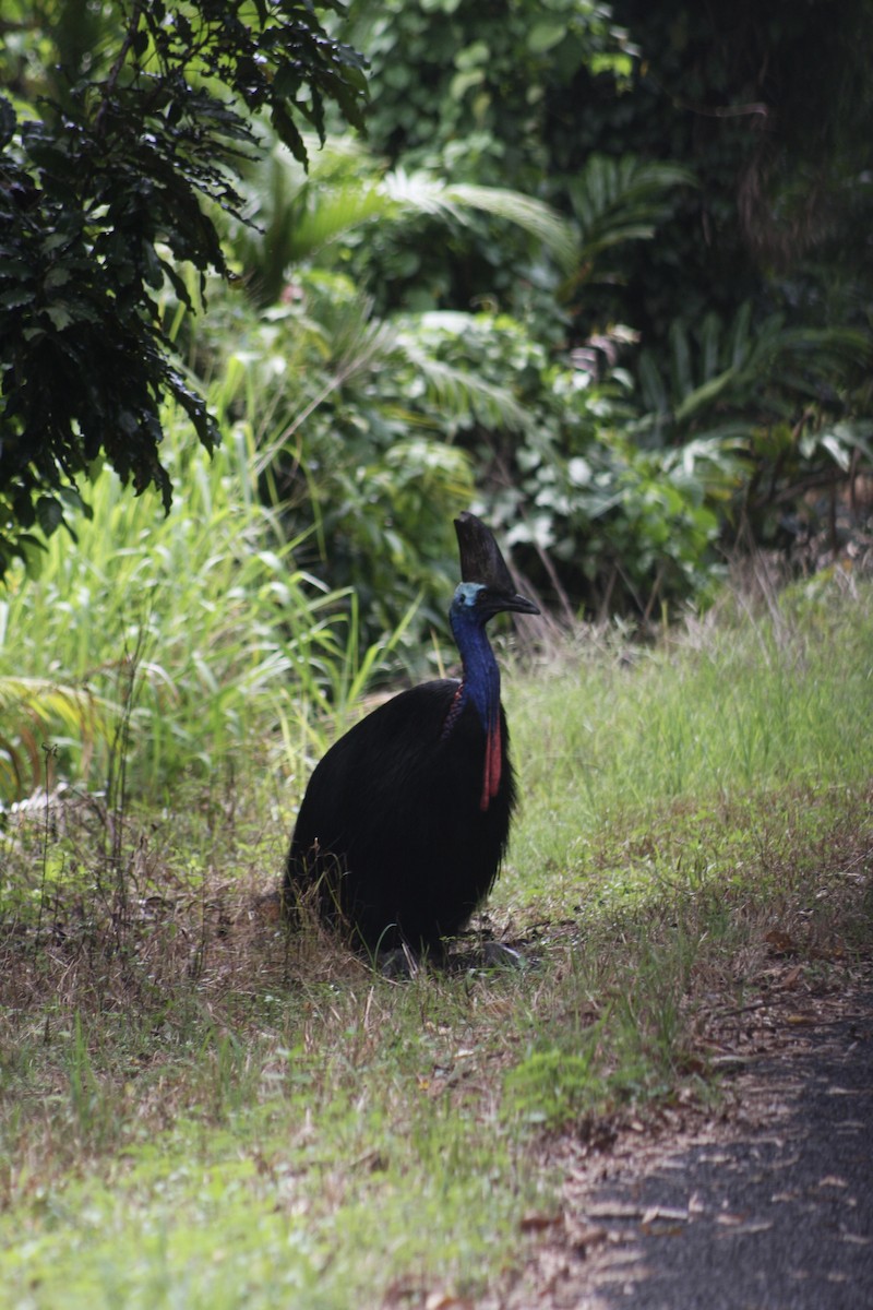 Southern Cassowary - ML641101336