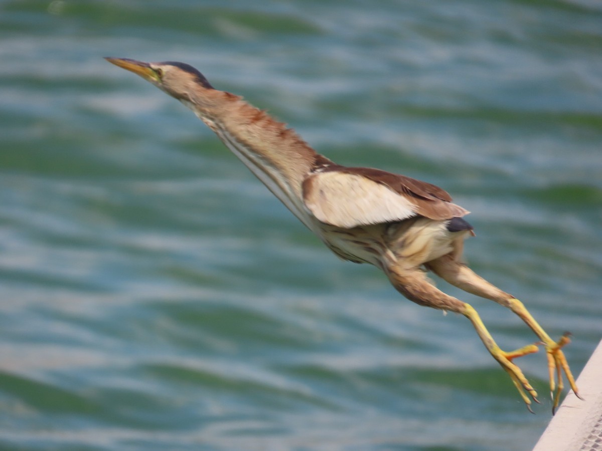 Little Bittern - ML641101391