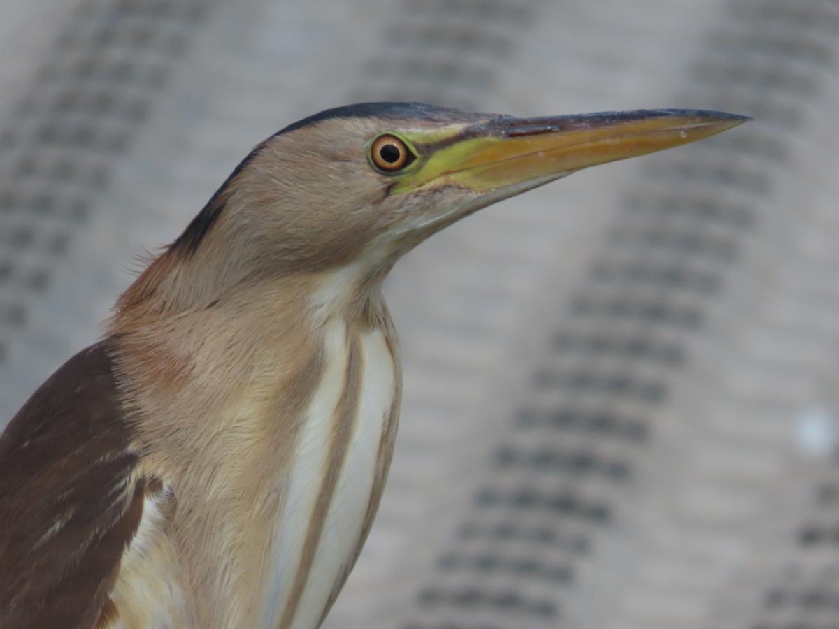 Little Bittern - ML641101392