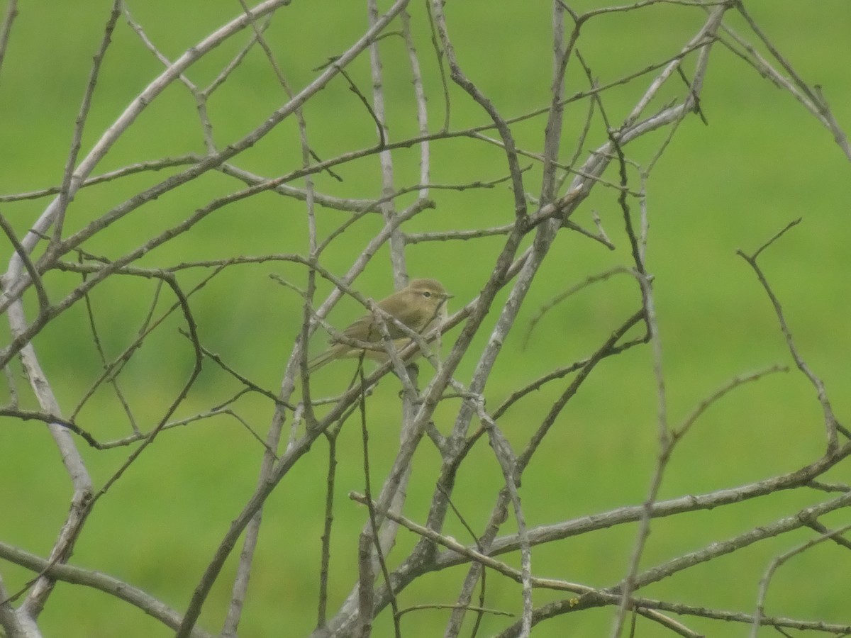 Урианхайн дууч шувуу - ML641101398