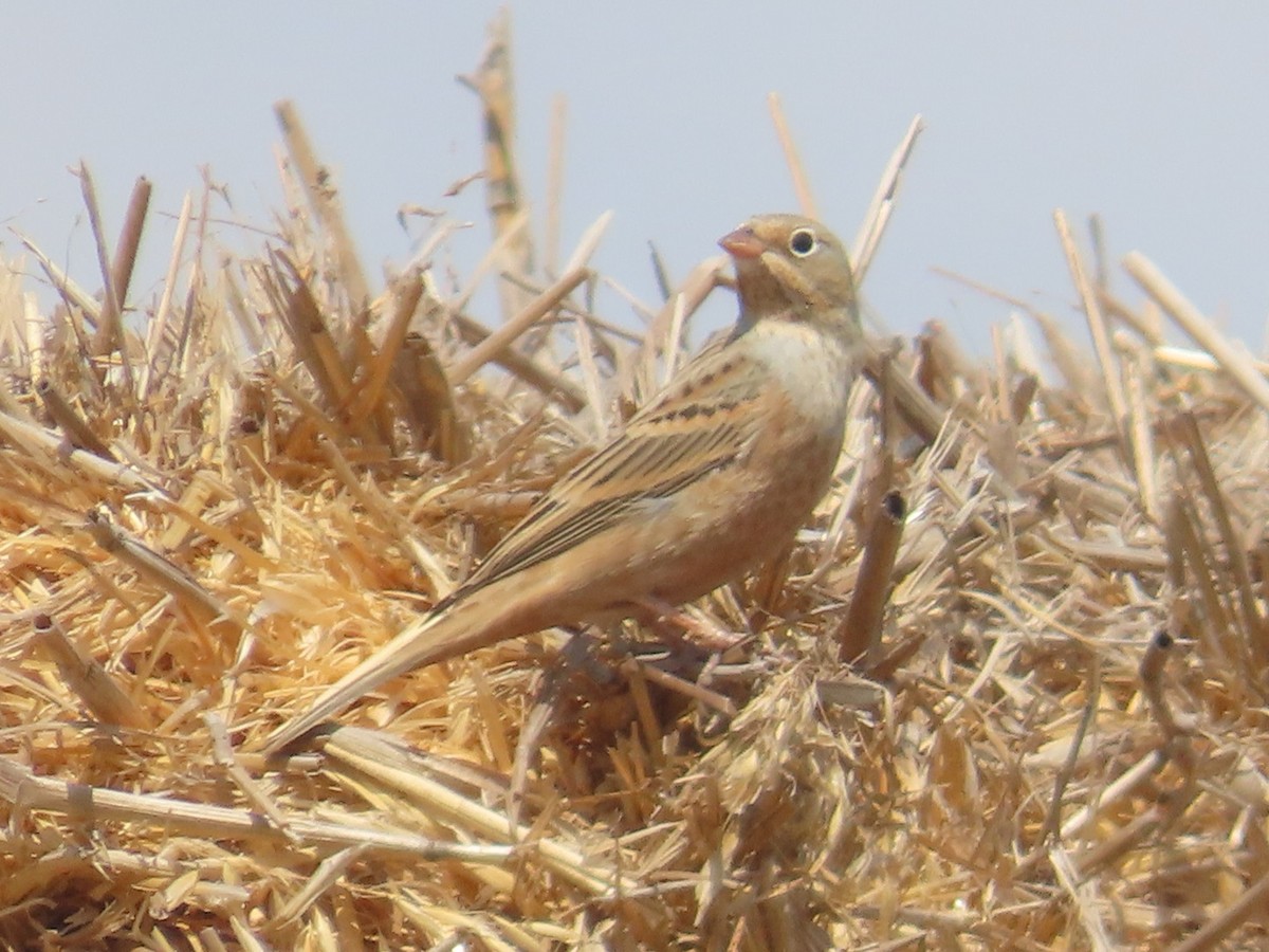 Cretzschmar's Bunting - ML641101401