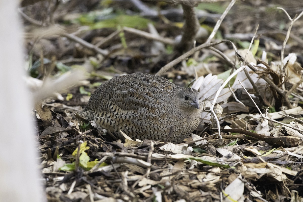 Tasmanienwachtel - ML641101404