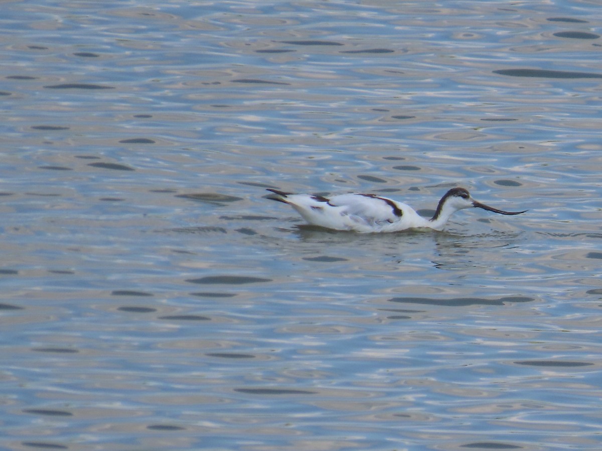 Pied Avocet - ML641101407
