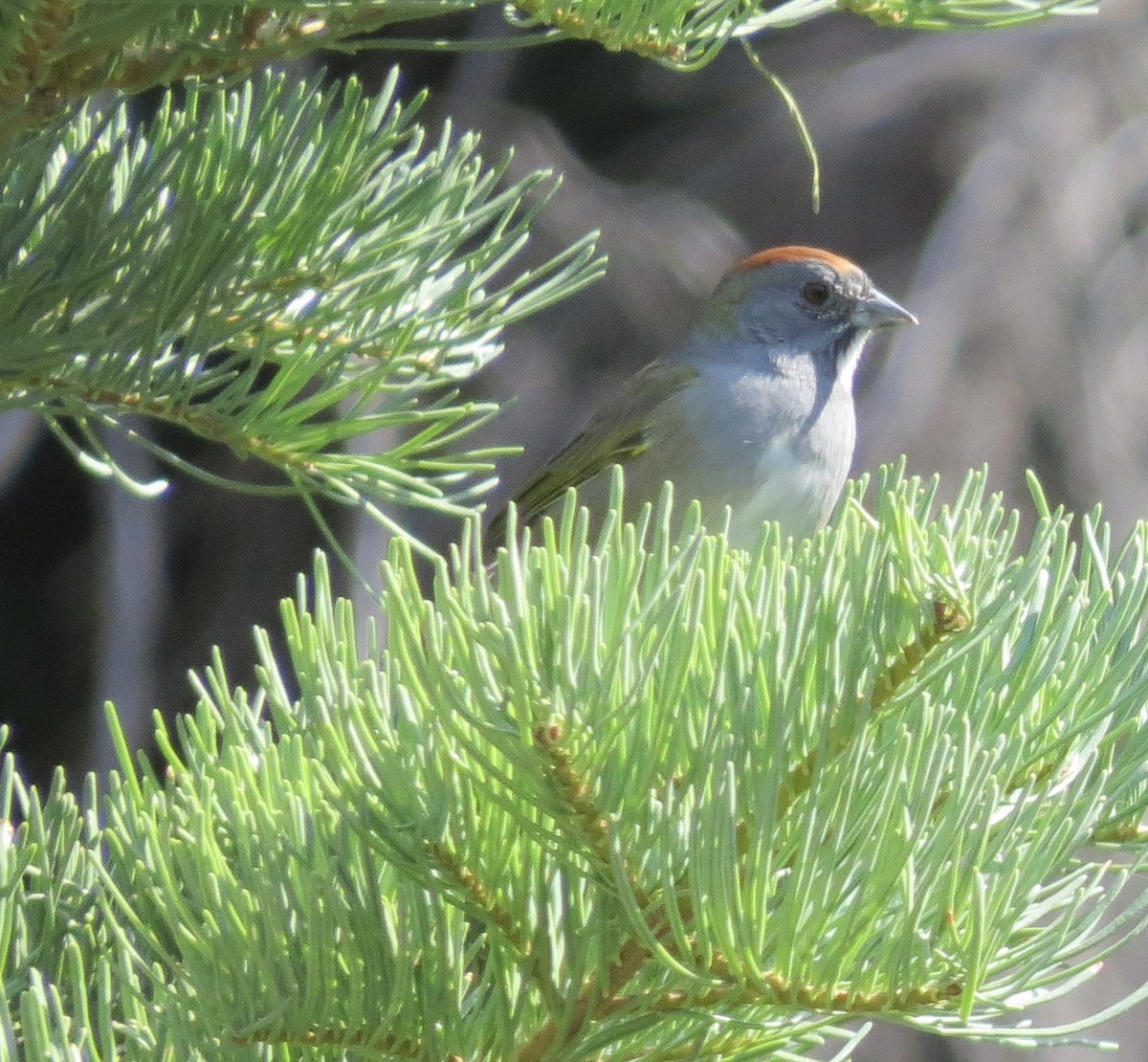 Green-tailed Towhee - ML641101416