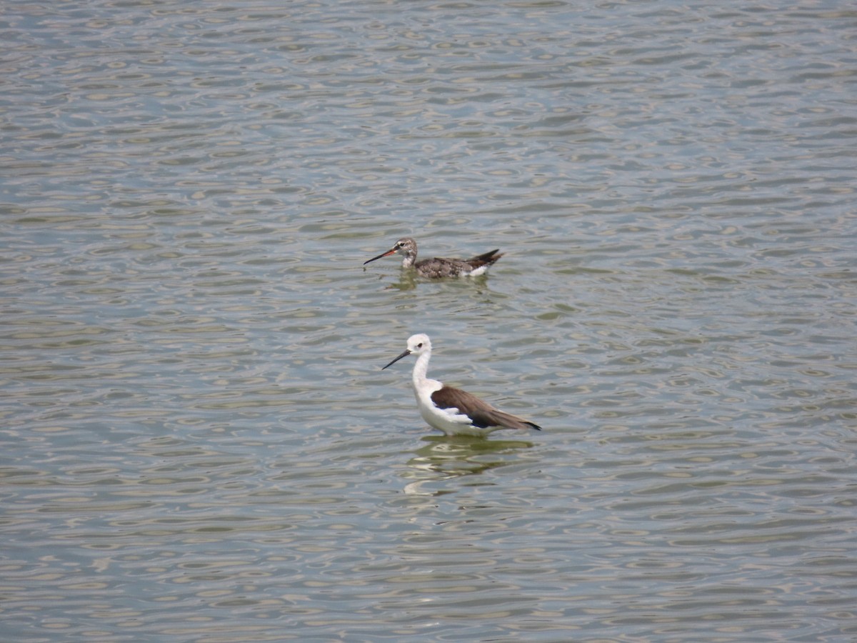Spotted Redshank - ML641101419