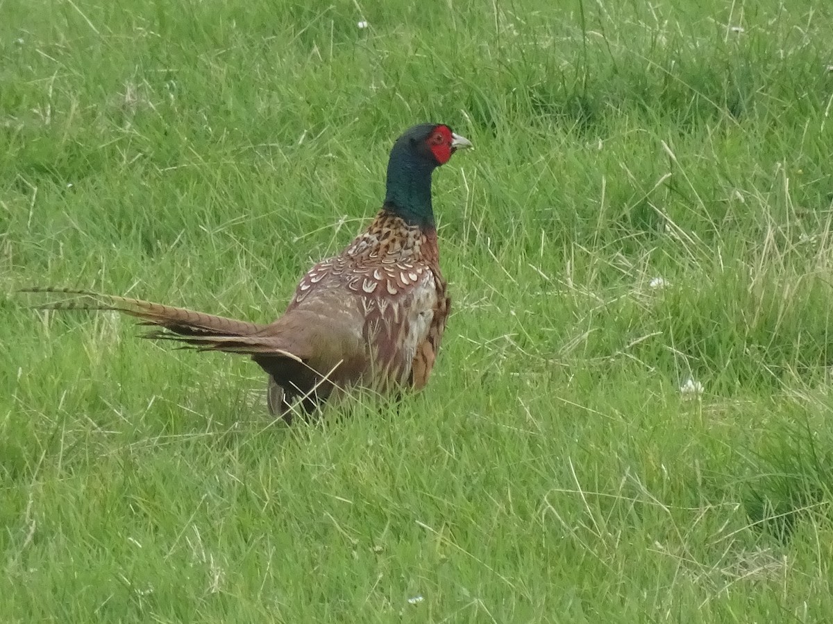 Jagdfasan - ML641101452