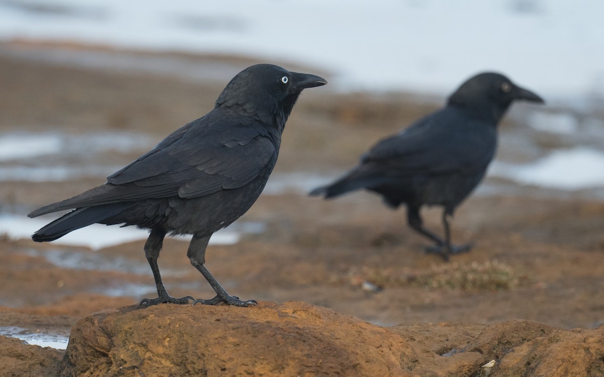 Little Raven - ML641101559