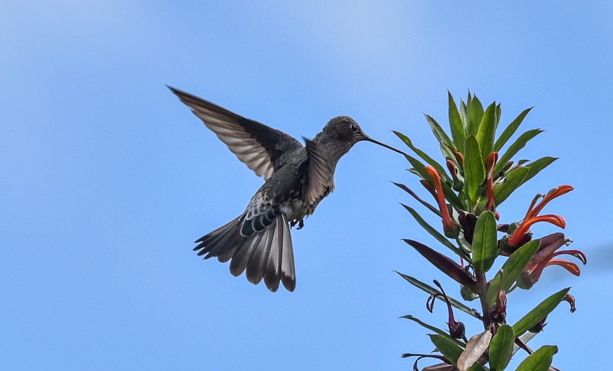 Giant Hummingbird - ML641101560