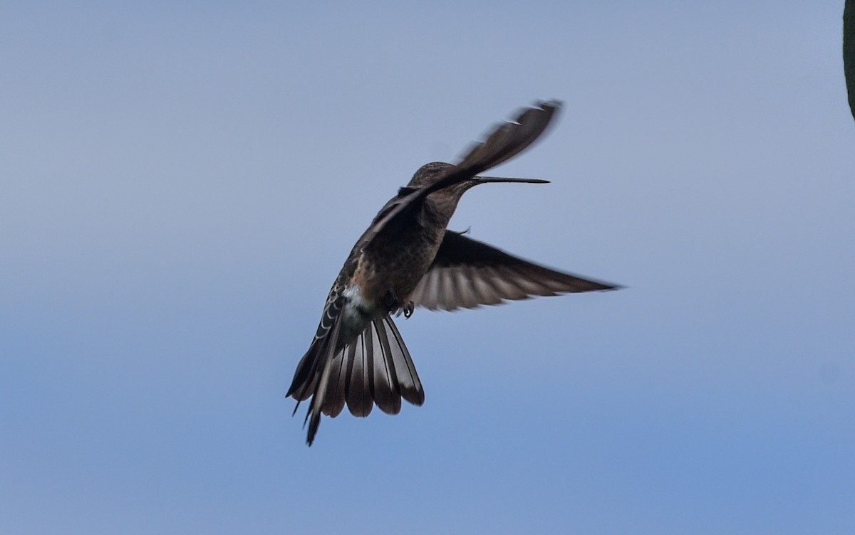 Giant Hummingbird - ML641101561