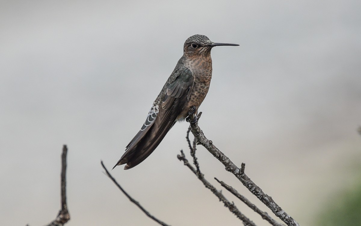 Giant Hummingbird - ML641101562