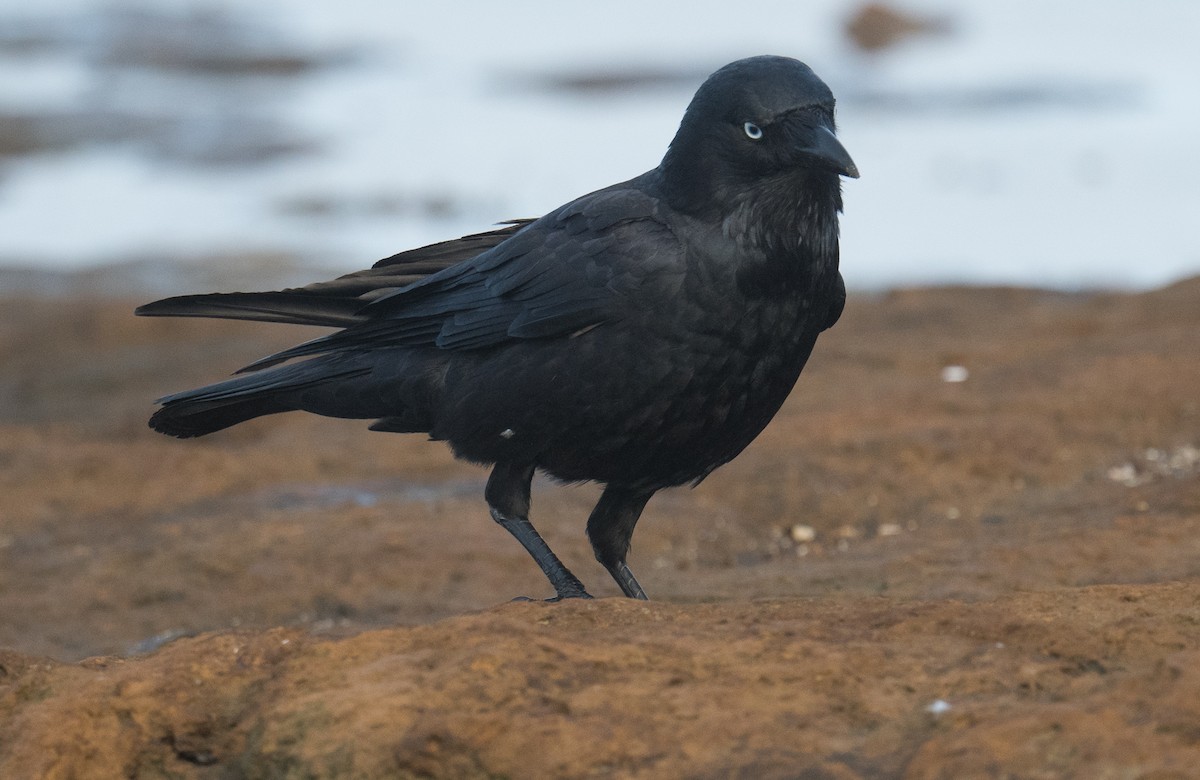Little Raven - ML641101573